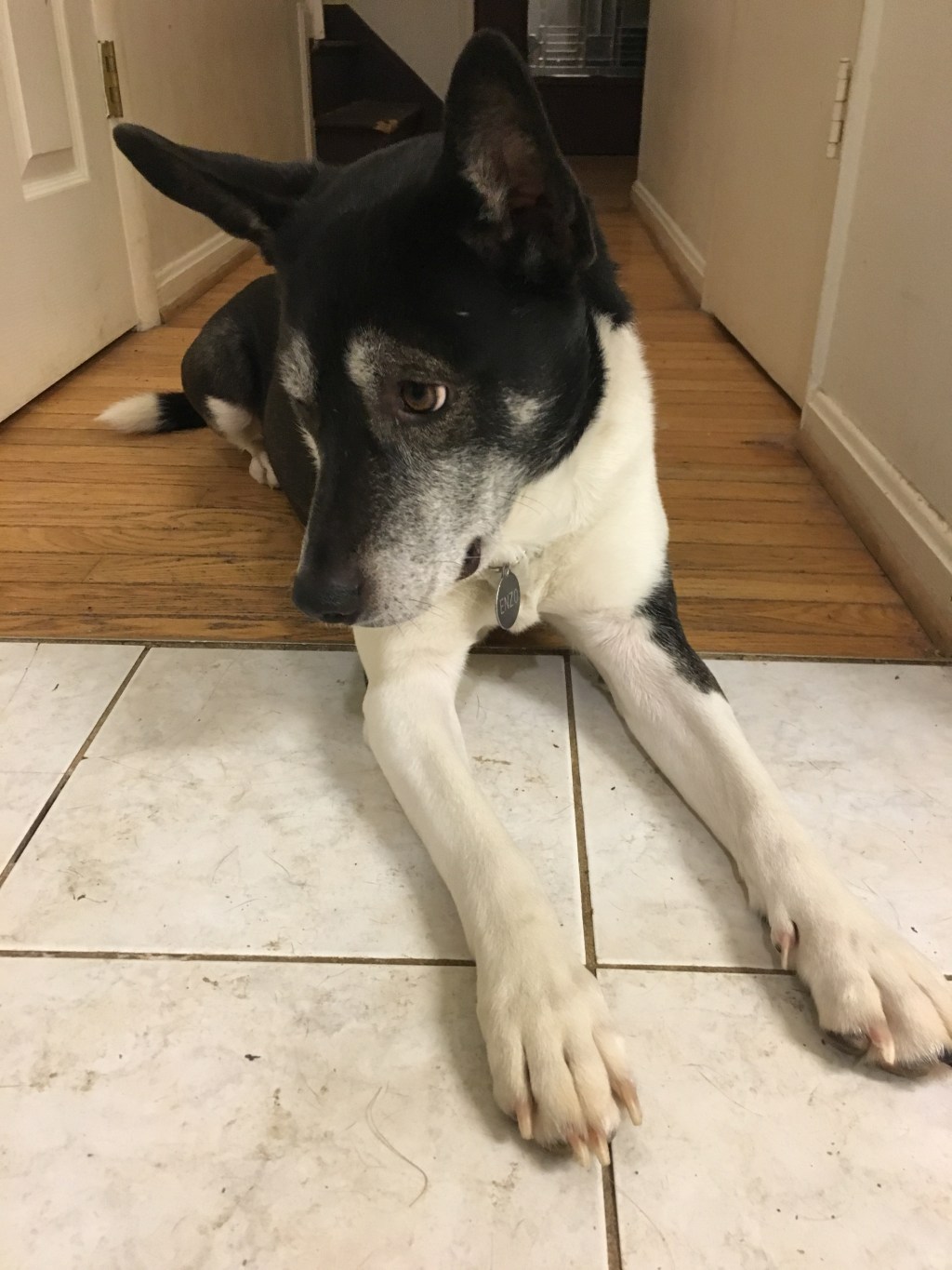 All Dogs have&nbsp;ADHD